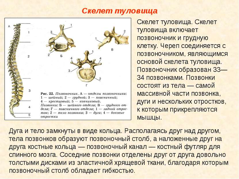 Скелет туловища Скелет туловища. Скелет туловища включает позвоночник и грудн...