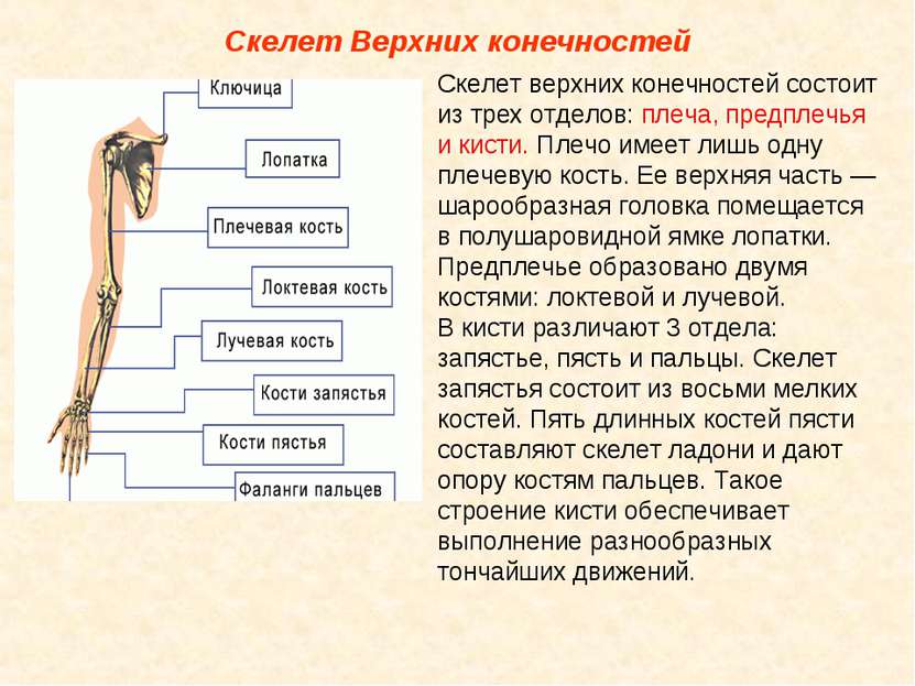 Скелет Верхних конечностей Скелет верхних конечностей состоит из трех отделов...