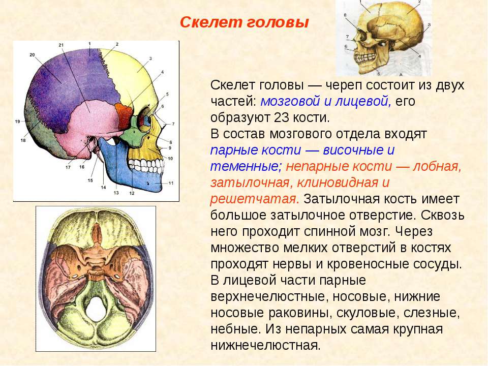 Состав кости черепа. Отделы черепа человека анатомия. Кости черепа человека по отделам. Кости черепа анатомия. Парные и непарные кости мозгового отдела черепа.