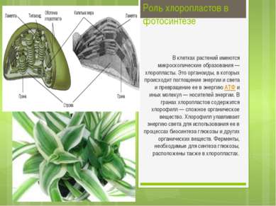 Роль хлоропластов в фотосинтезе В клетках растений имеются микроскопические о...