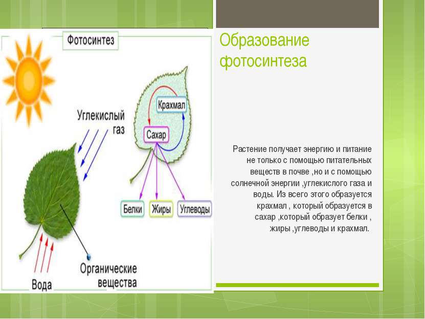 Образование фотосинтеза Растение получает энергию и питание не только с помощ...