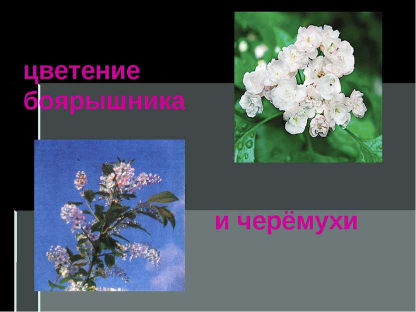 цветение боярышника и черёмухи