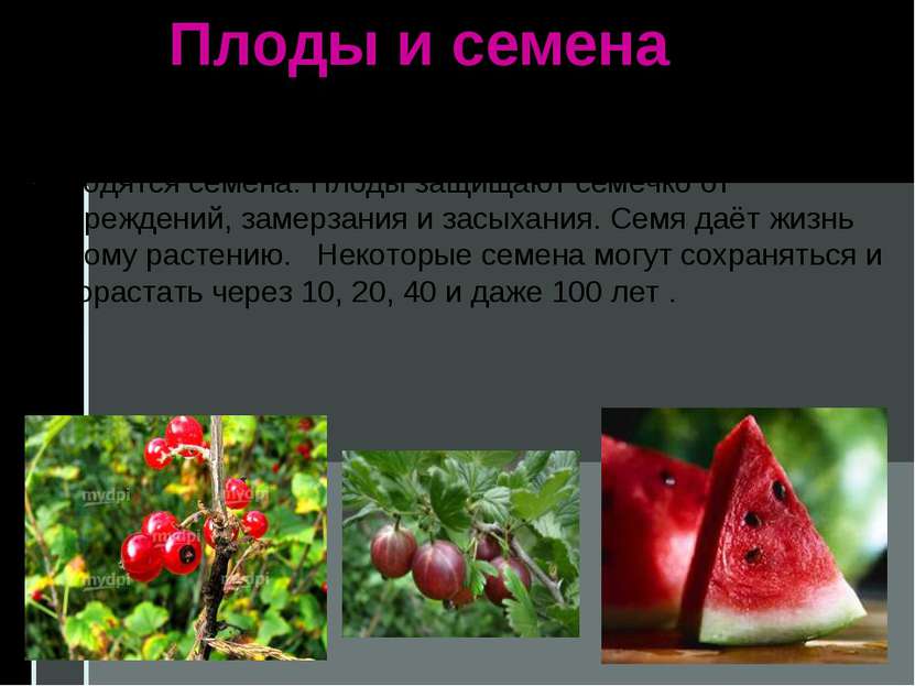 Плоды и семена Плоды разных растений непохожи между собой, но они всегда обра...