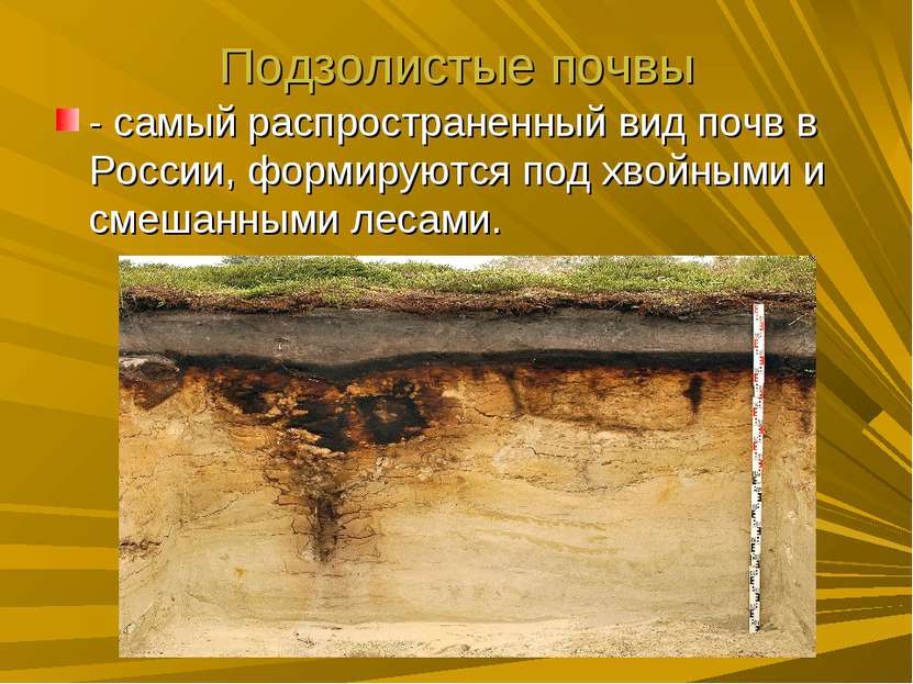 Подзолистые почвы - самый распространенный вид почв в России, формируются под...