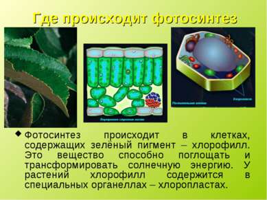 Где происходит фотосинтез Фотосинтез происходит в клетках, содержащих зелёный...