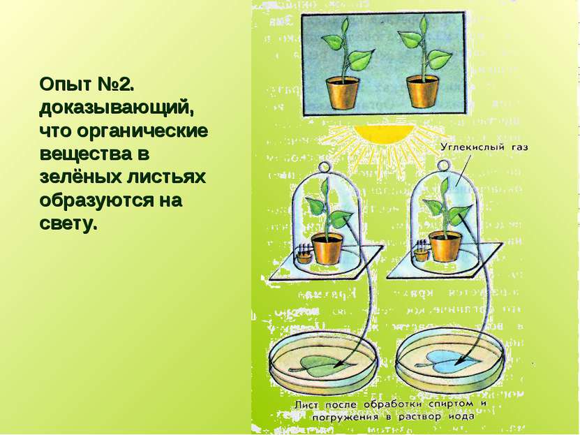 Опыт №2. доказывающий, что органические вещества в зелёных листьях образуются...