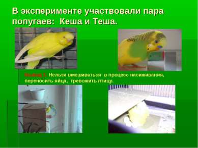 В эксперименте участвовали пара попугаев: Кеша и Теша. Вывод 1: Нельзя вмешив...