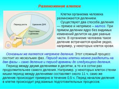 Размножение клеток Основным же является непрямое деление. Этот сложный процес...