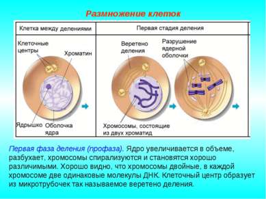 Размножение клеток Первая фаза деления (профаза). Ядро увеличивается в объеме...