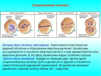 Размножение клеток Вторая фаза деления (метафаза). Заканчивается растворение ...