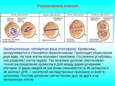 Размножение клеток Заключительная, четвертая фаза (телофаза). Хромосомы раскр...