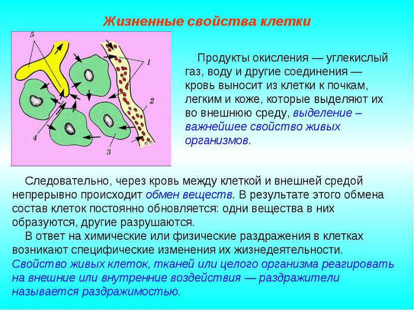 Жизненные свойства клетки Следовательно, через кровь между клеткой и внешней ...