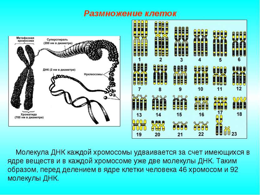 Размножение клеток Молекула ДНК каждой хромосомы удваивается за счет имеющихс...