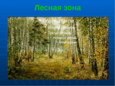 Лесная зона Лесная зона самая широкая в умеренном тепловом поясе.