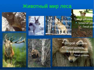 Животный мир леса 1. елка 2.Заяц 3.Волк 4,5. Олени 6. Медведь 7.Енот
