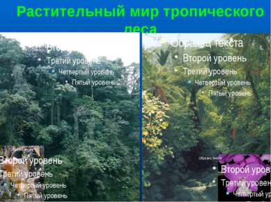 Растительный мир тропического леса 1,2. Многоярусный тропический лес. С высок...