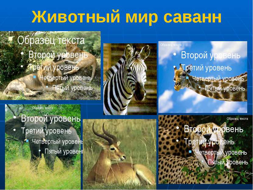 Животный мир саванн 1.Львы 2.Зебра 3.Жираф 4.Слон 5.Антилопа 6. Гепард