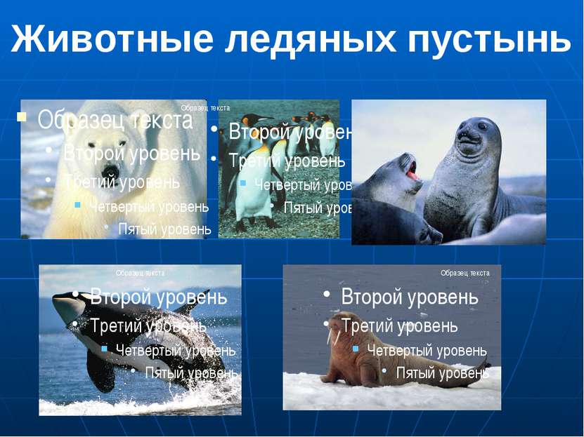 Животные ледяных пустынь 1.Белый медведь 2.Императорский пингвин 3.Тюлени. 4....