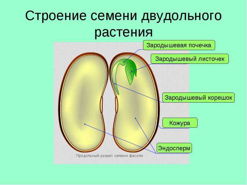 Строение семени двудольного растения Кожура Эндосперм Зародышевый корешок Зар...