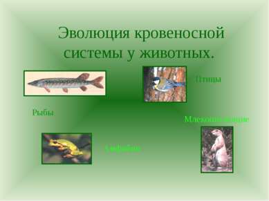 Эволюция кровеносной системы у животных. Рыбы Амфибии Птицы Млекопитающие