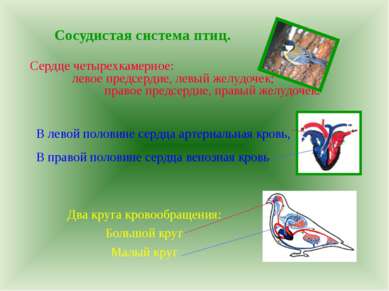 Сосудистая система птиц. Сердце четырехкамерное: левое предсердие, левый желу...