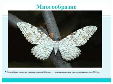 Многообразие Крупнейшая в мире по размаху крыльев бабочка — тизания агриппина...