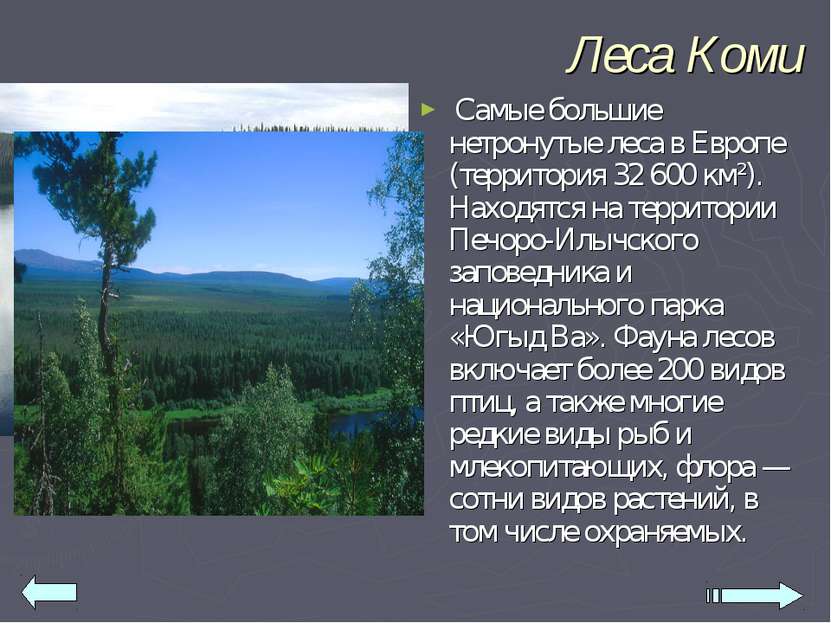 Леса Коми Самые большие нетронутые леса в Европе (территория 32 600 км²). Нах...