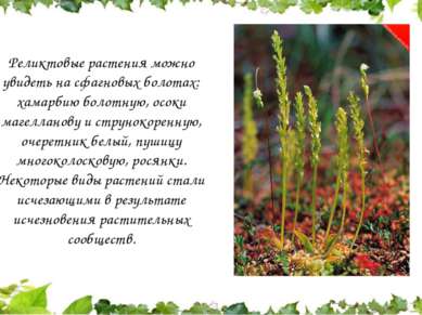 Реликтовые растения можно увидеть на сфагновых болотах: хамарбию болотную, ос...