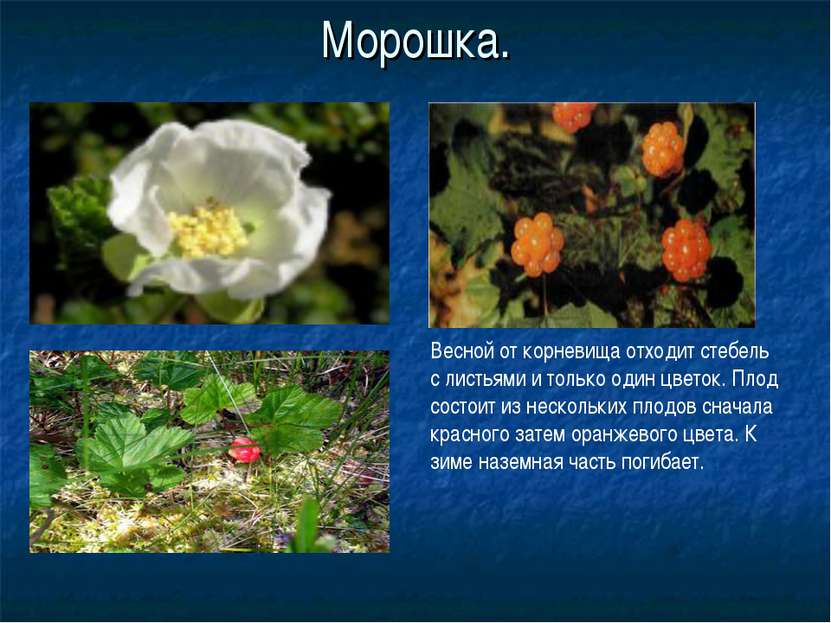 Морошка. Весной от корневища отходит стебель с листьями и только один цветок....