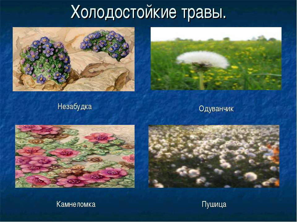 Незабудка одуванчик. Холодостойкие растения. Холодостойкие растения примеры. Холодоустойчивые растения примеры. Теплолюбивые и холодостойкие растения примеры.