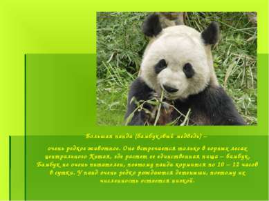 Большая панда (бамбуковый медведь) – очень редкое животное. Оно встречается т...