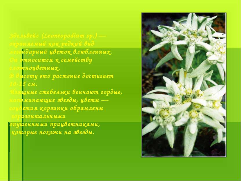 Эдельвейс (Leontopodium sp.) — охраняемый как редкий вид легендарный цветок в...