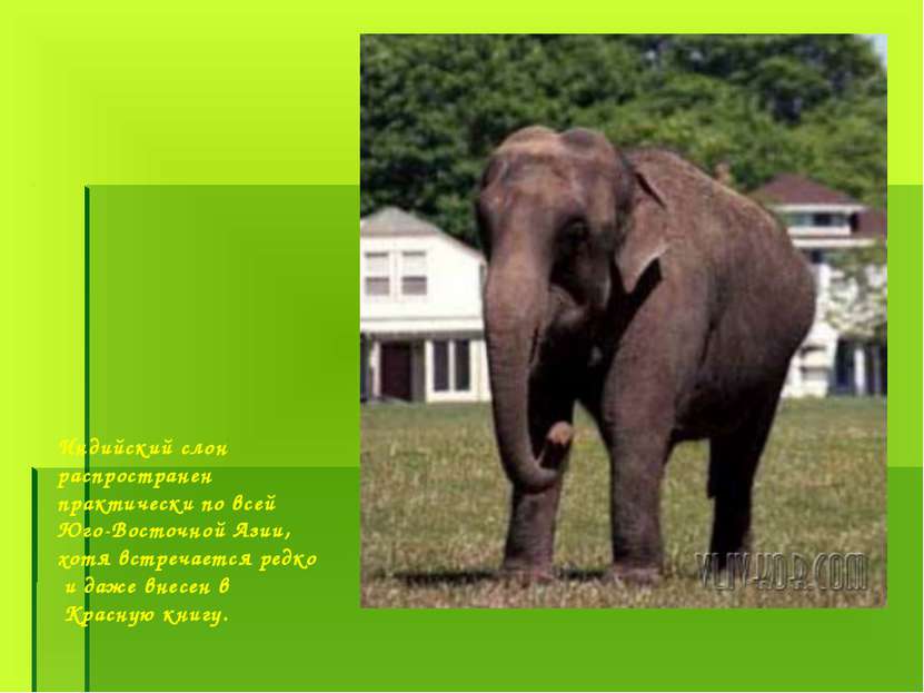 Индийский слон распространен практически по всей Юго-Восточной Азии, хотя вст...