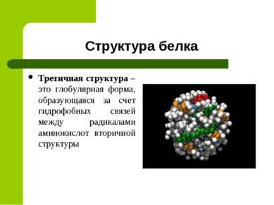 Структура белка Третичная структура – это глобулярная форма, образующаяся за ...