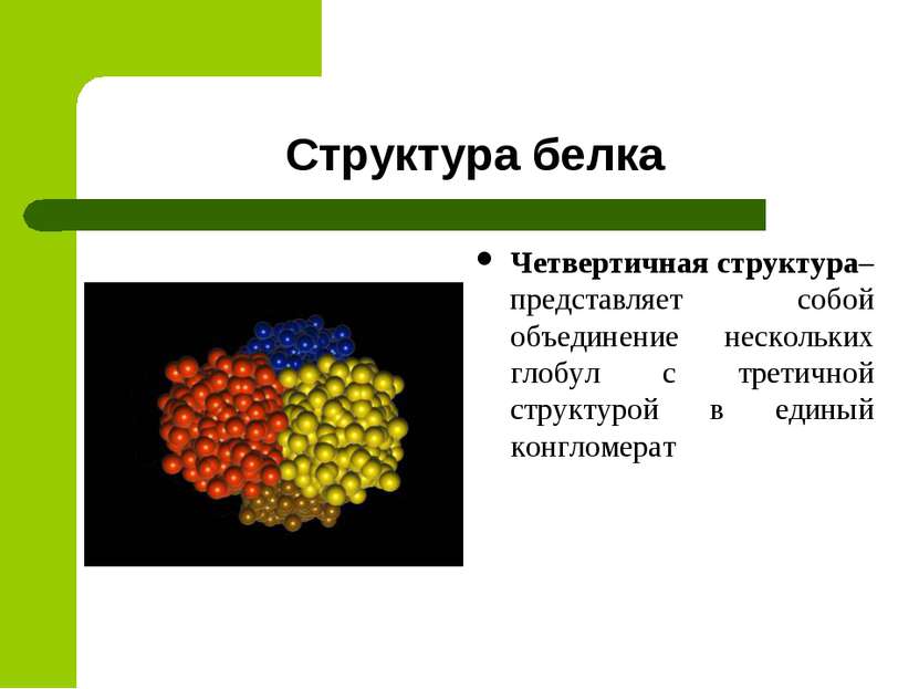 Структура белка Четвертичная структура– представляет собой объединение нескол...