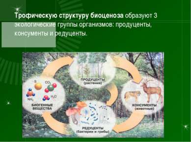 Трофическую структуру биоценоза образуют 3 экологические группы организмов: п...