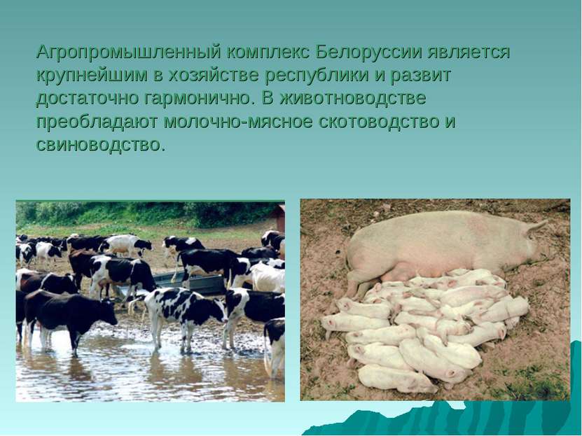 Агропромышленный комплекс Белоруссии является крупнейшим в хозяйстве республи...