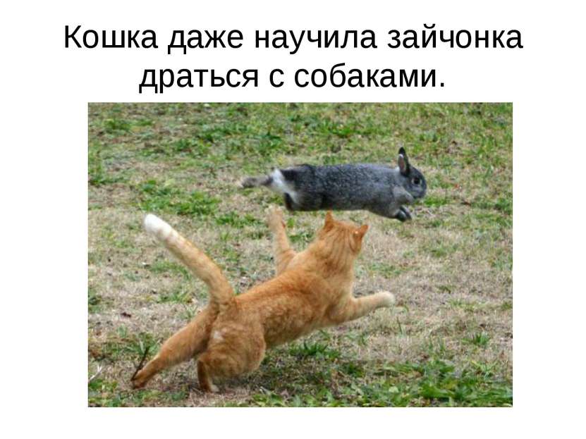 Кошка даже научила зайчонка драться с собаками.