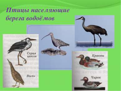 Птицы населяющие берега водоёмов