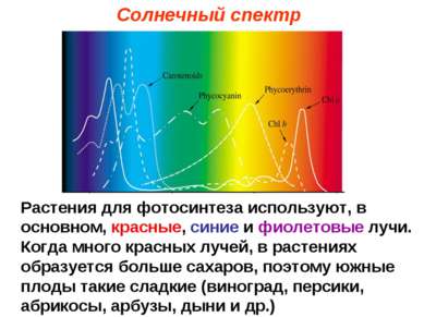 Солнечный спектр Растения для фотосинтеза используют, в основном, красные, си...