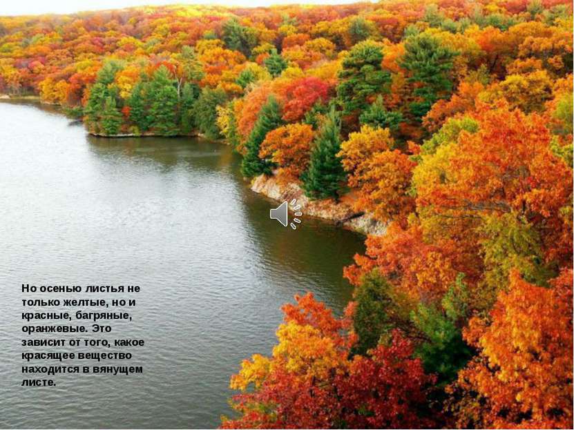 Но осенью листья не только желтые, но и красные, багряные, оранжевые. Это зав...