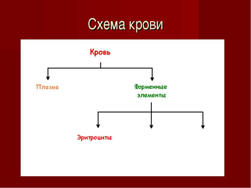 Схема крови