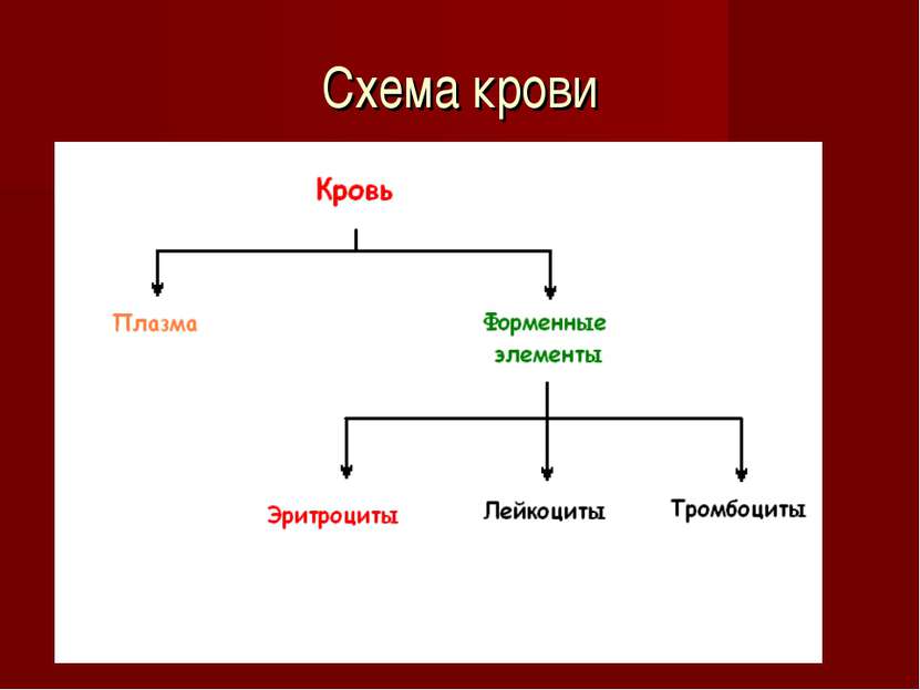 Схема крови