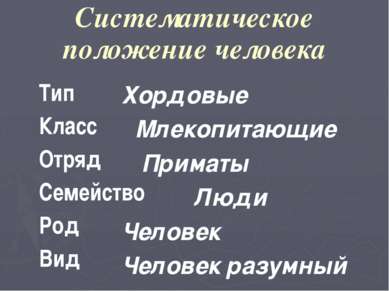 Широконосые обезьяны Капуцин Тамарин Игрунка