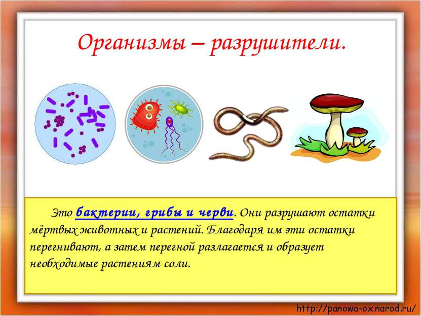 Организмы – разрушители. Это бактерии, грибы и черви. Они разрушают остатки м...