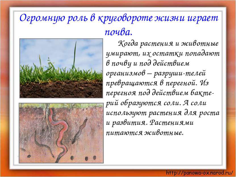 Огромную роль в круговороте жизни играет почва. Когда растения и животные уми...