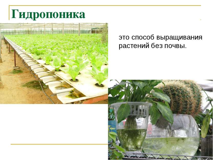 Гидропоника это способ выращивания растений без почвы.