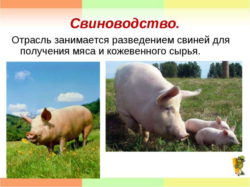 Свиноводство. Отрасль занимается разведением свиней для получения мяса и коже...