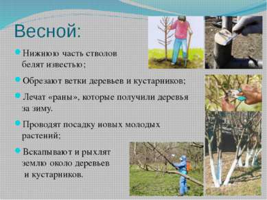 Весной: Нижнюю часть стволов белят известью; Обрезают ветки деревьев и кустар...