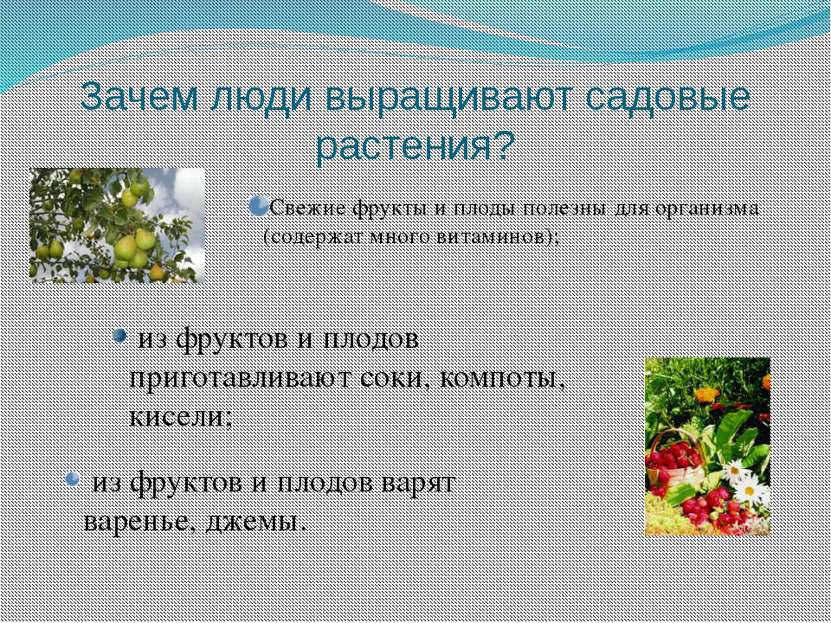 Зачем люди выращивают садовые растения? Свежие фрукты и плоды полезны для орг...